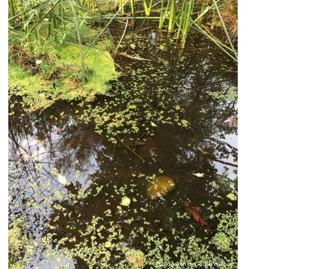 Ask A Naturalist Why are ponds important? Effie Yeaw Nature Center